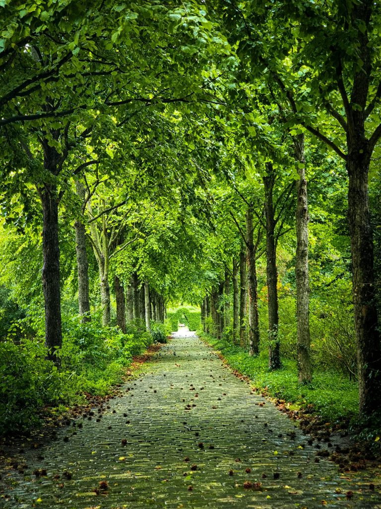 Forêt d’Amboise