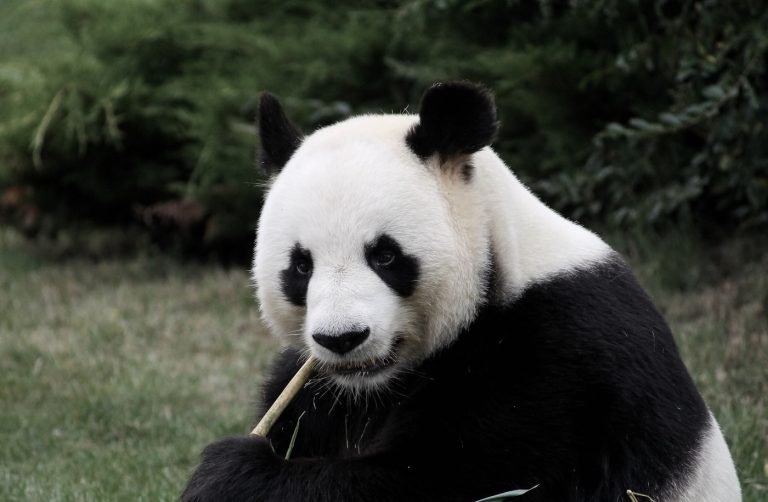 ZooParc de Beauval